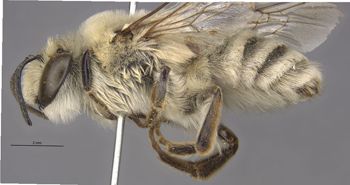 Media type: image;   Entomology 17205 Aspect: habitus lateral view